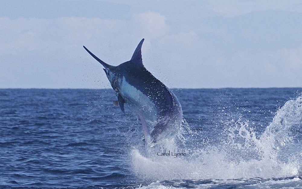 jumping marlin in Kona, Hawaii