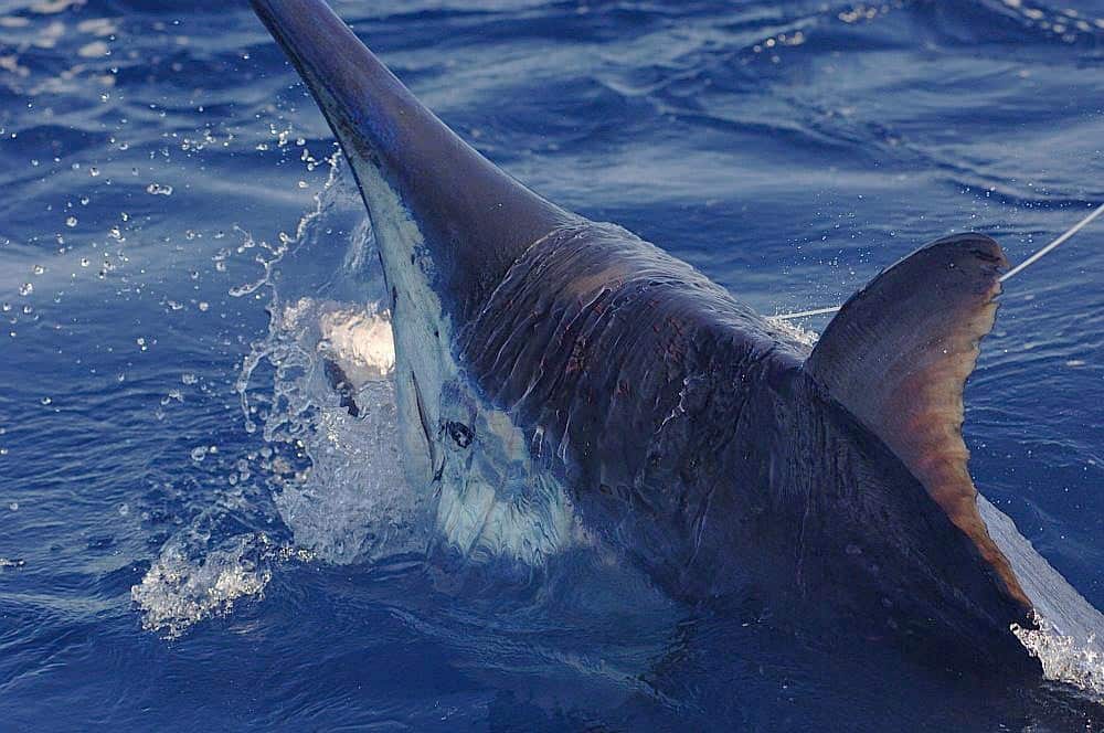 Marlin coming out of the ocean