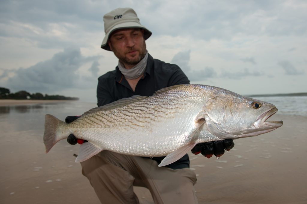 Fishing Gabon on the west African coast - a drum (Senagalese kob)