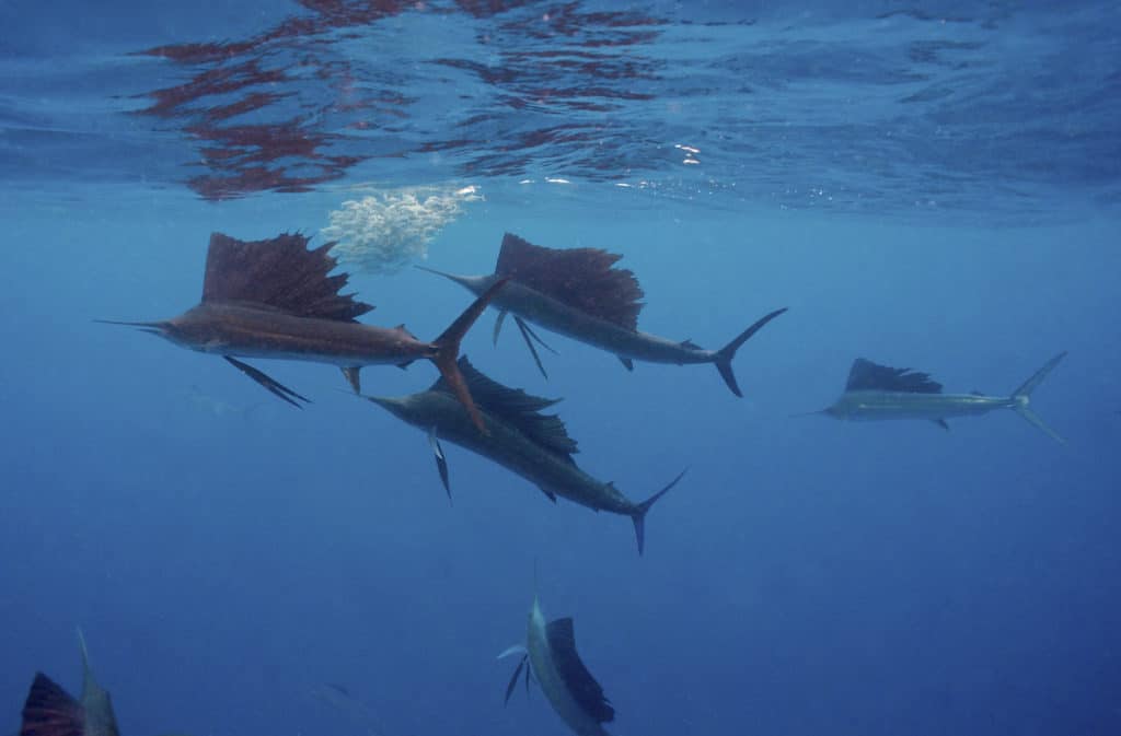 School of sailfish