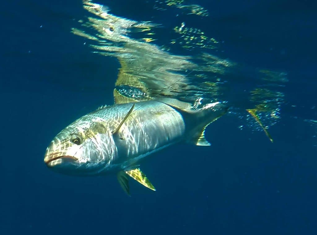 California yellowtail on the hook