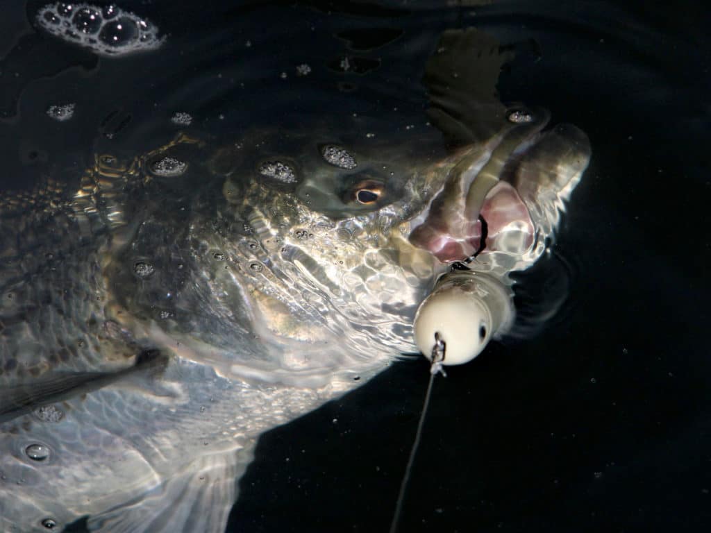 Striped bass caught in lower Connecticut River