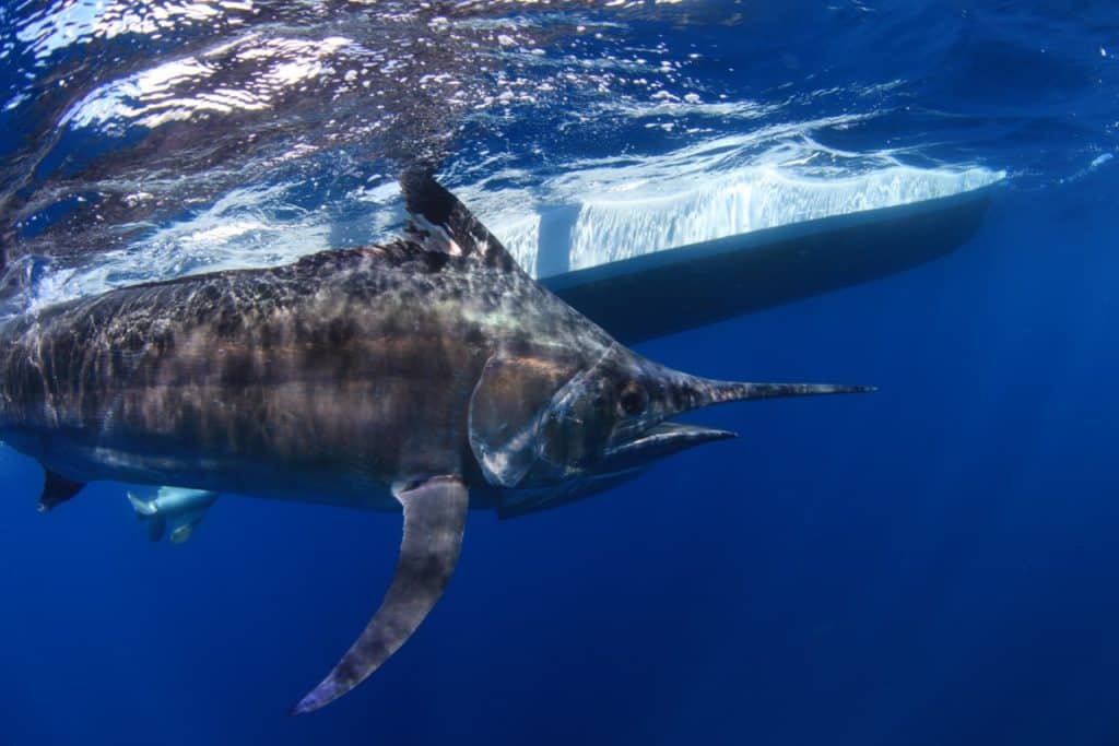 Underwater marlin adjacent to a fishing boat