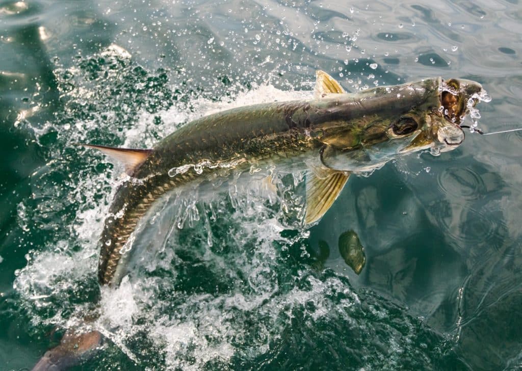 Angola tarpon