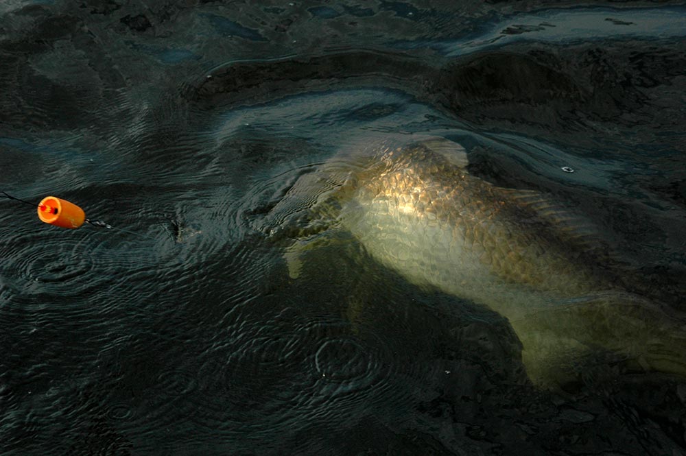 Bull redfish at the sea surface