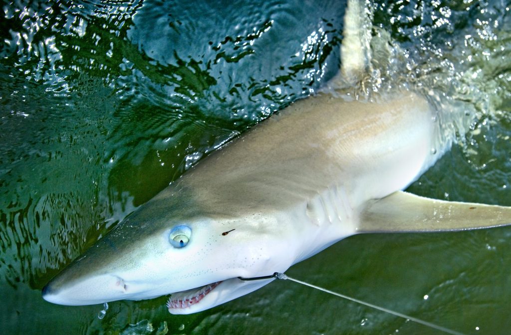 Shark caught deep sea fishing