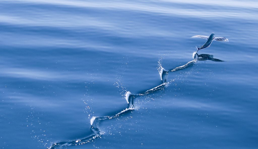 Billfish Action off Angola - a flyingfish