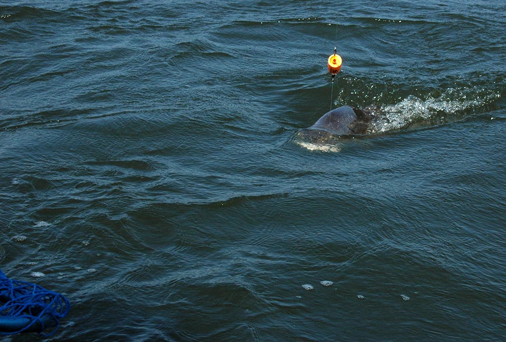 Big red drum hooked on a fishing line