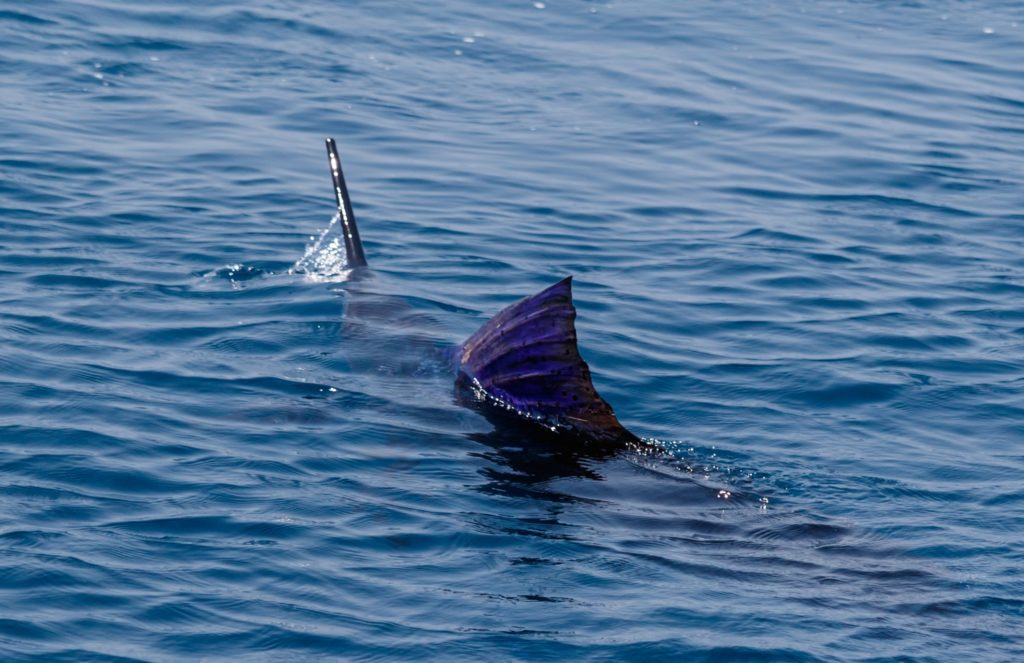 Billfish Action off Angola - a sailfish