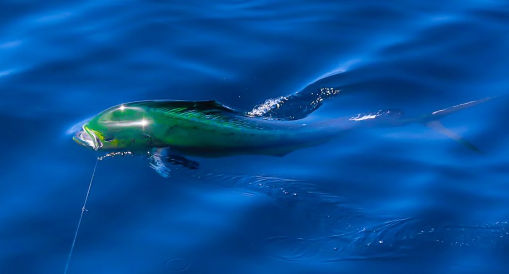 Billfish Action off Angola - a mahi