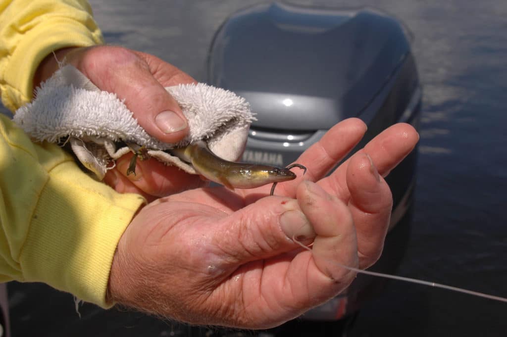 Baiting an eel using a circle hook