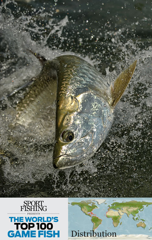 tarpon