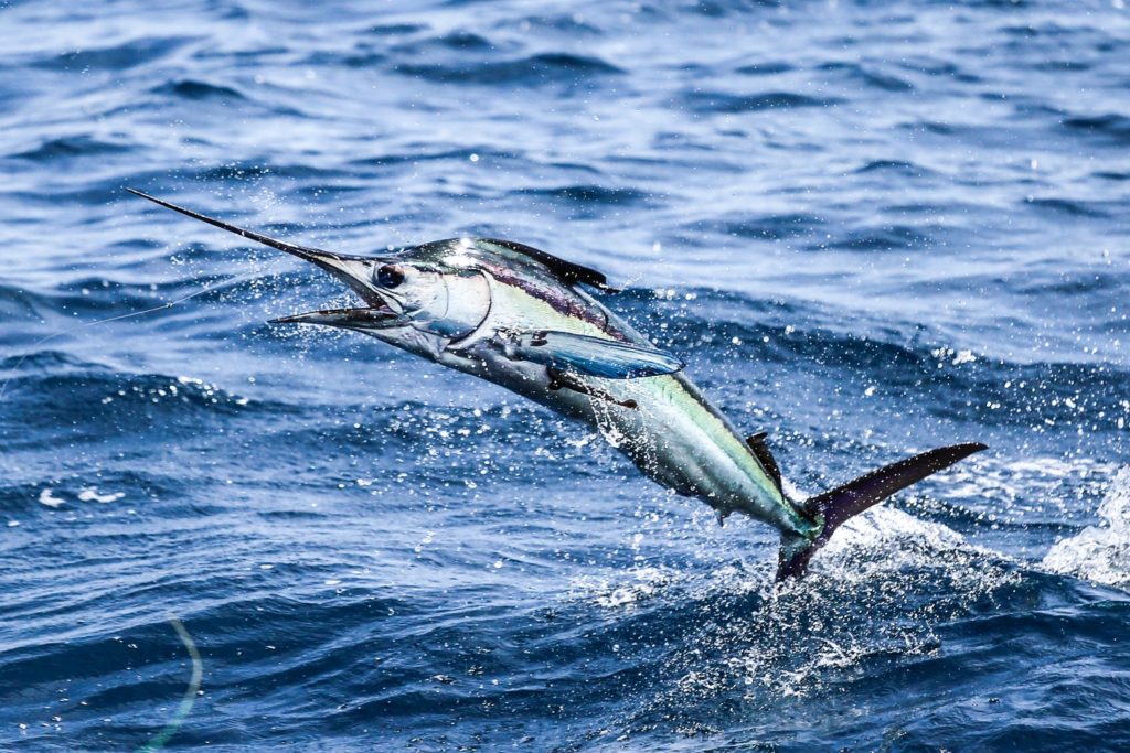 Billfish Action off Angola - a marlin