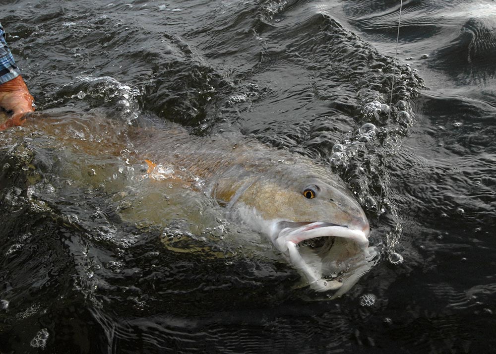 Reviving giant bull redfish