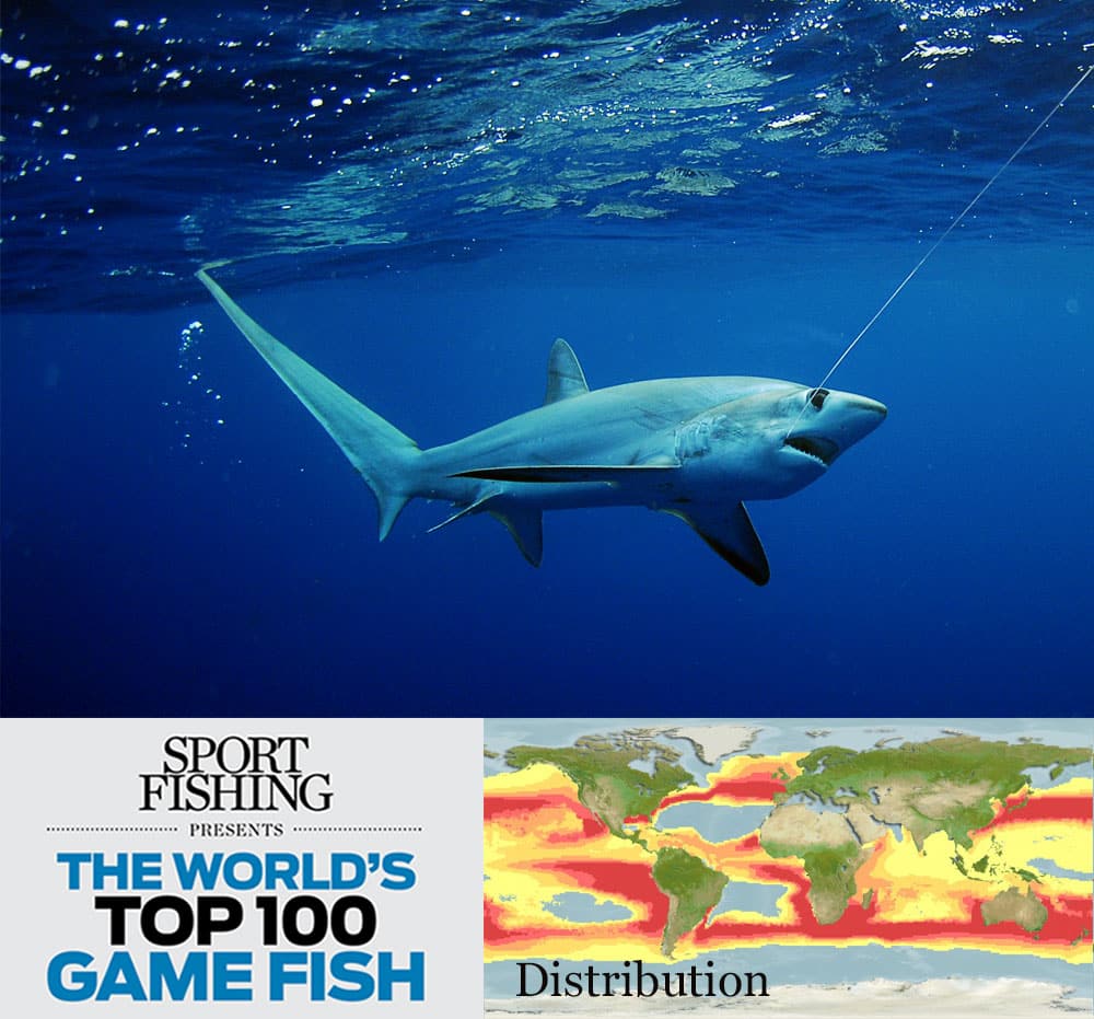 thresher shark