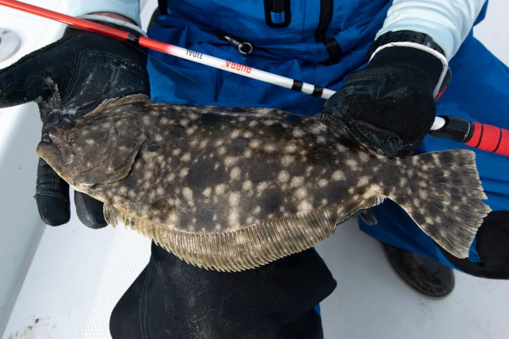 Flounder on the boat