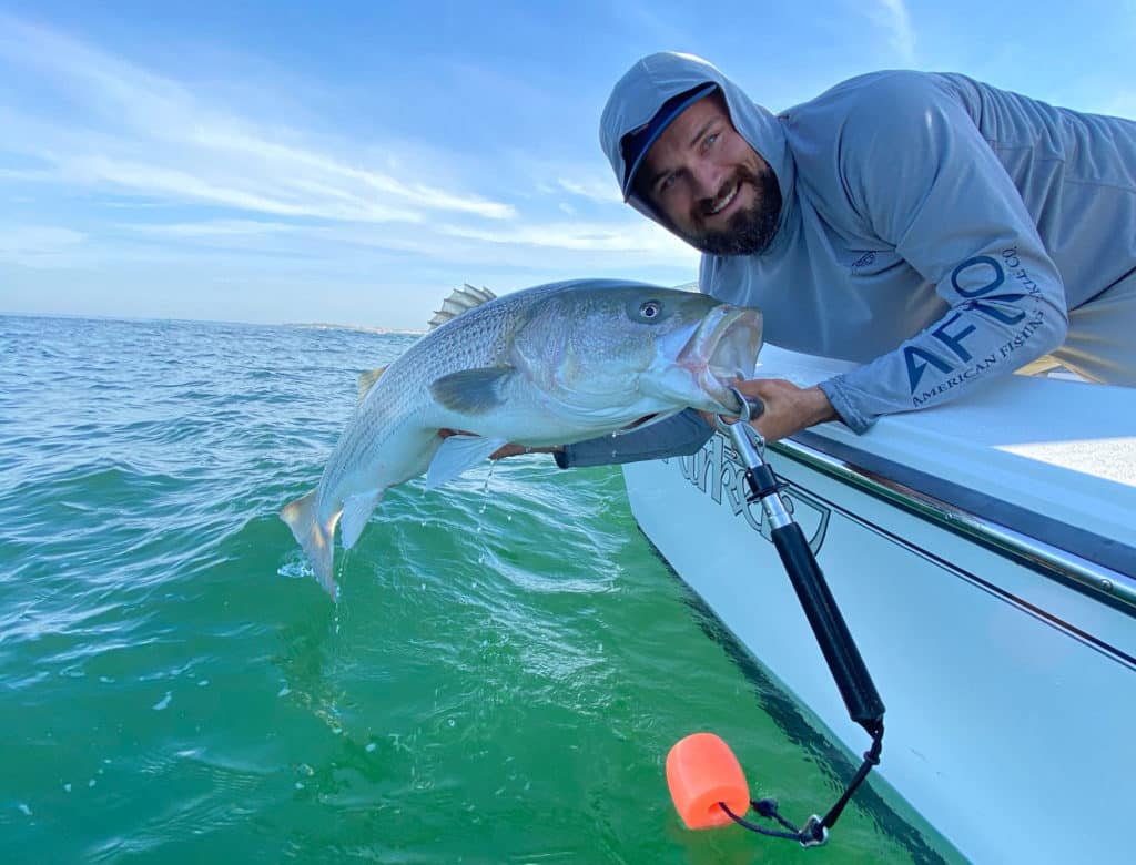 Striped bass held up next to the boat