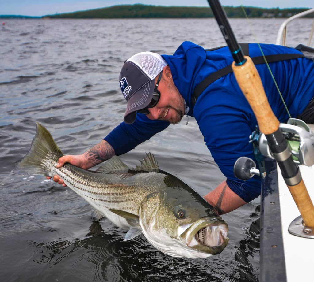 Large Striped bass using a large circle hook