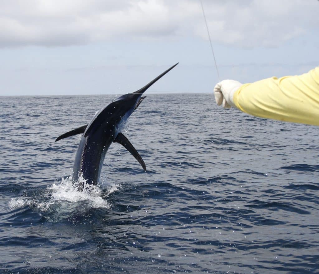 leaping blue marlin panama tropic star