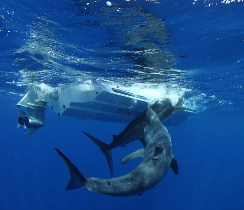 Huge mako devours a striped marlin