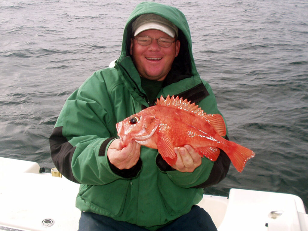 acadian redfish