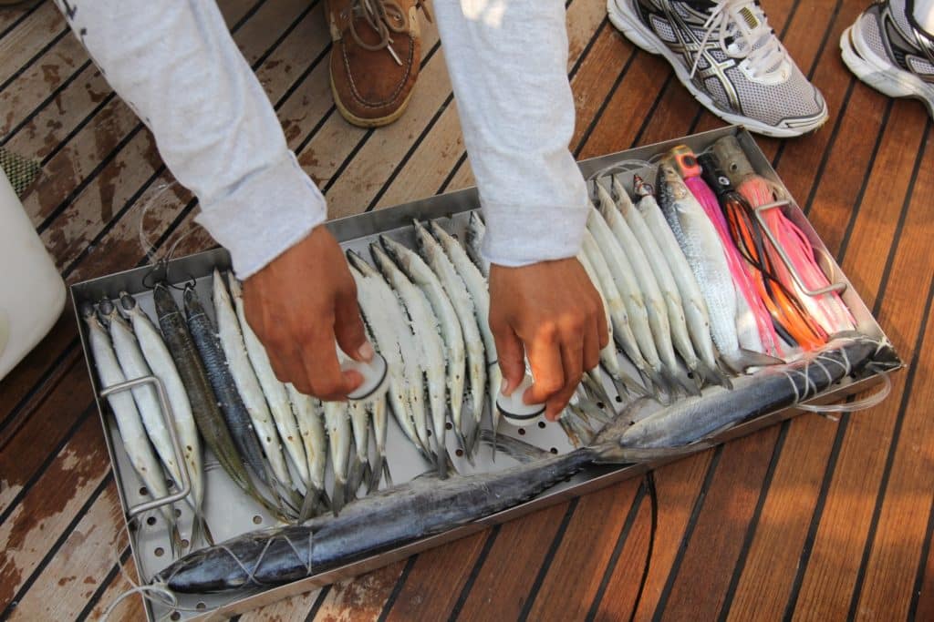 A tray of ready pitch-baits