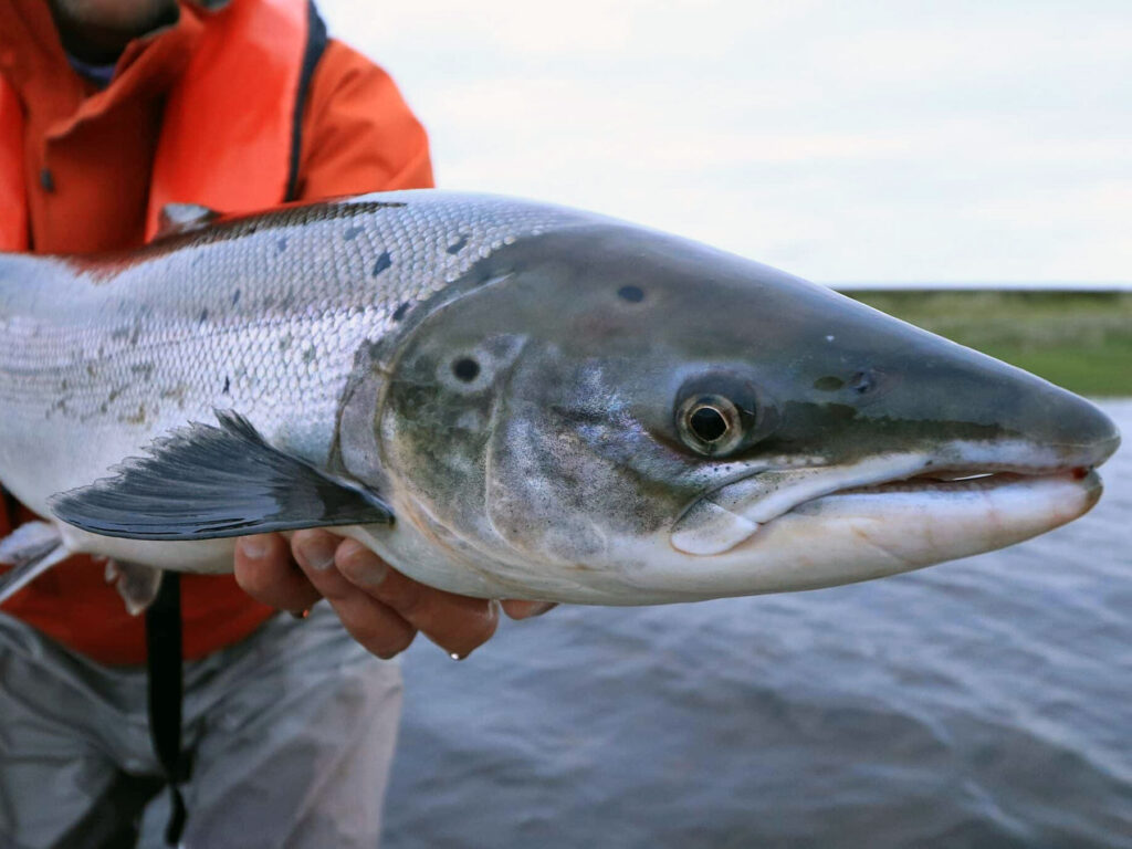 Atlantic salmon