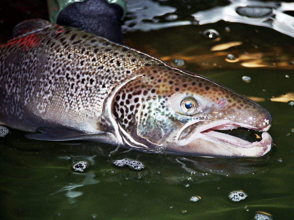 Atlantic Salmon