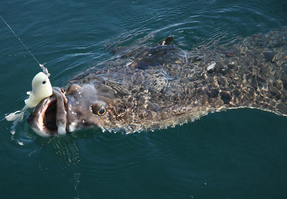 Norwegian Atlantic halibut