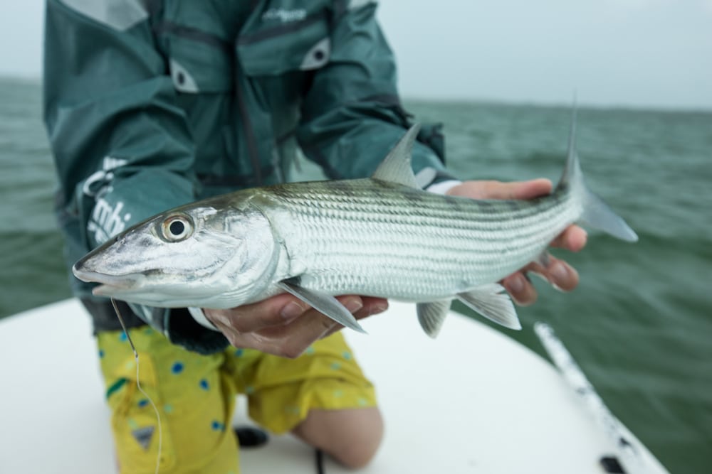 Bonefish caught in the Bahamas