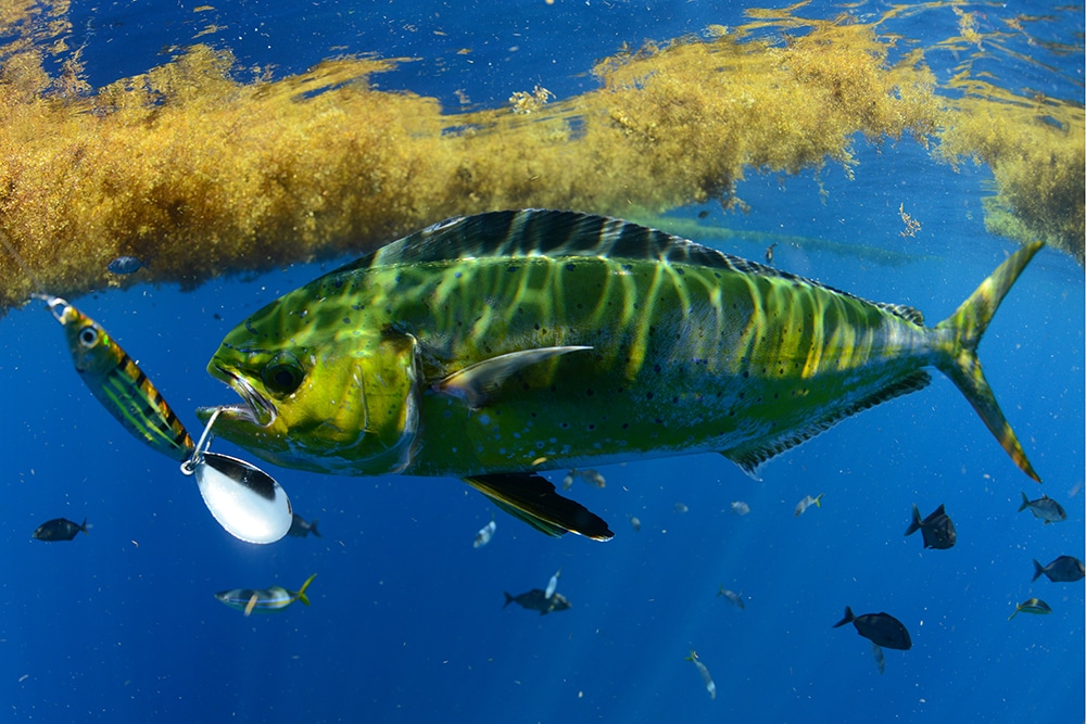 Dolphinfish swimming under sargassum weed caught saltwater fishing lure with blade