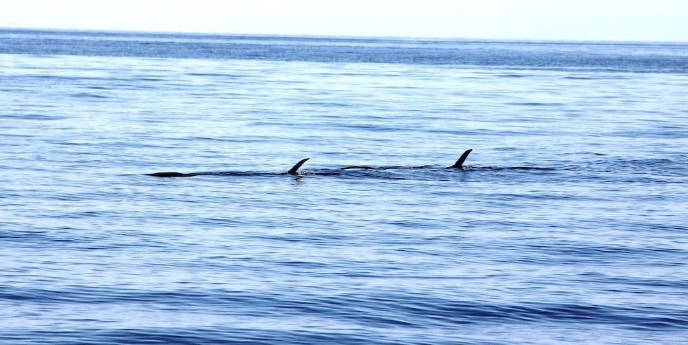 A pair of "tailers" -- striped marlin at the surface