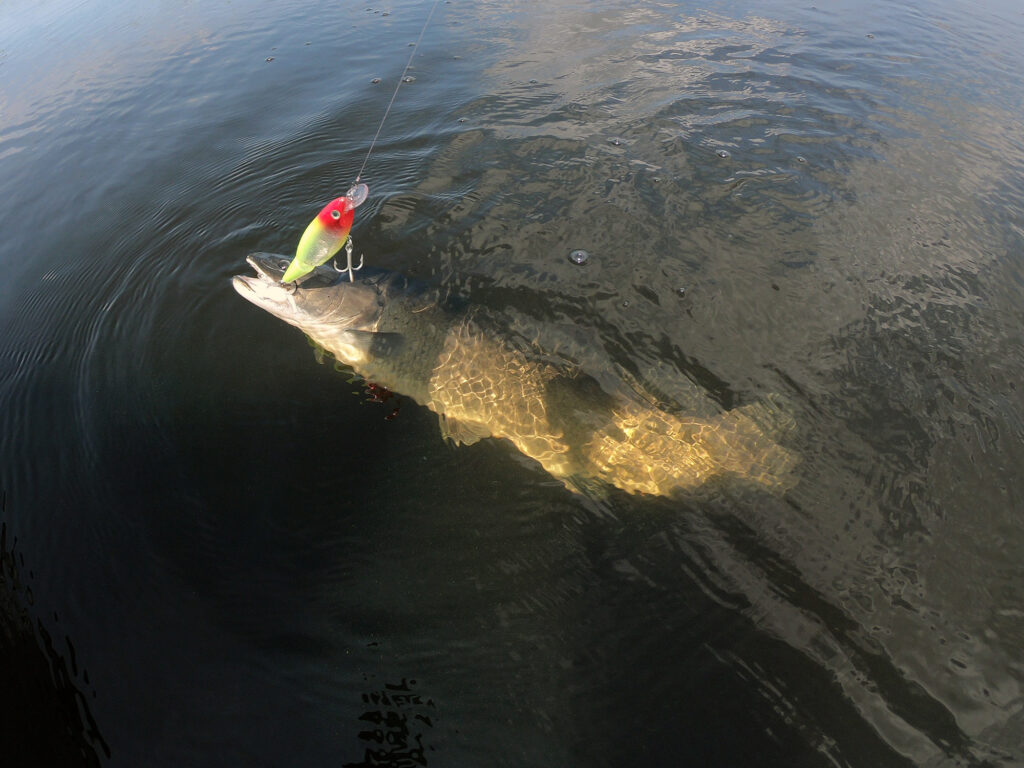 Bowfin fish at boatside