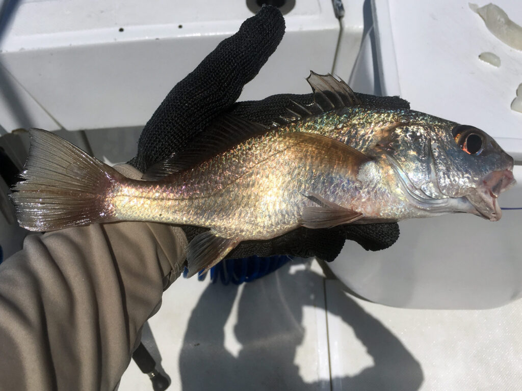 Deep water croaker in the Pacific