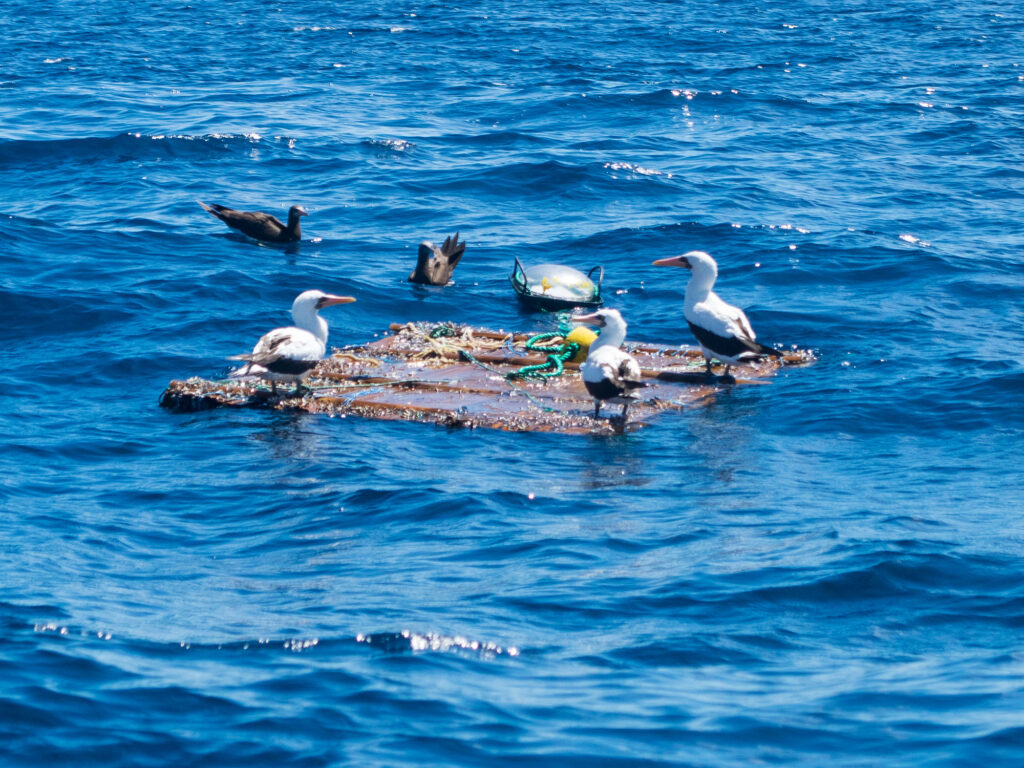 Costa Rica fish aggregating device FAD