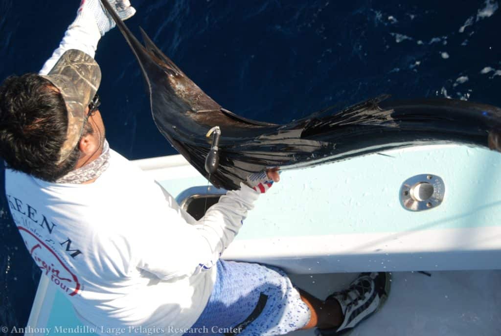 Sailfish study reveals secrets - releasing a tagged sailfish