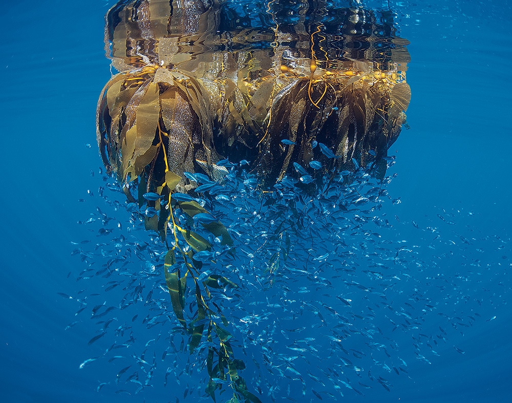 fish near weeds