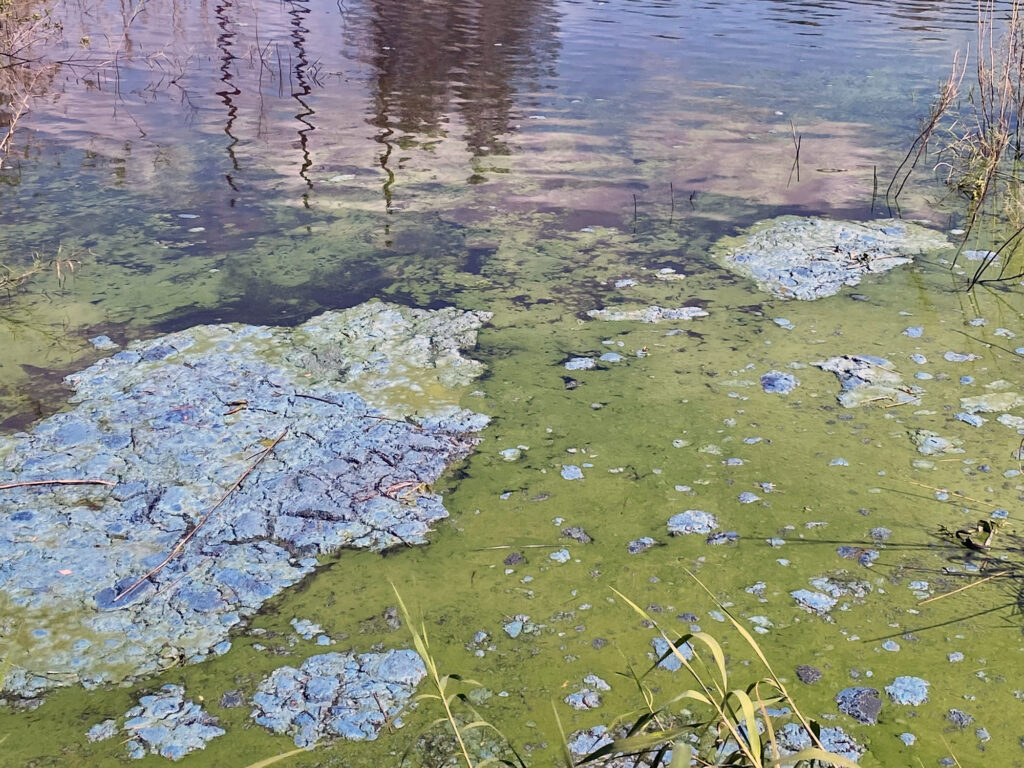 blue green algae bloom