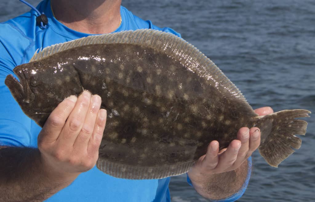 summer flounder regulations