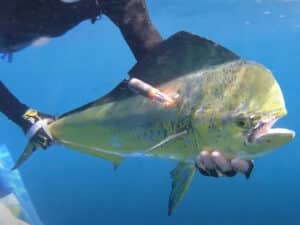 Releasing a tagged dolphin