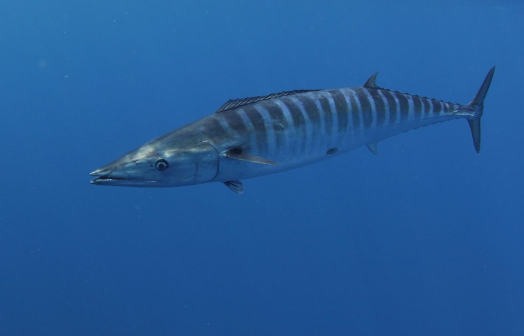 A free-swimming wahoo underwater