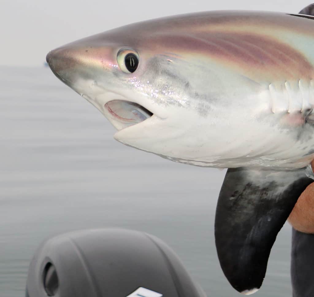 Young thresher shark brought on the boat