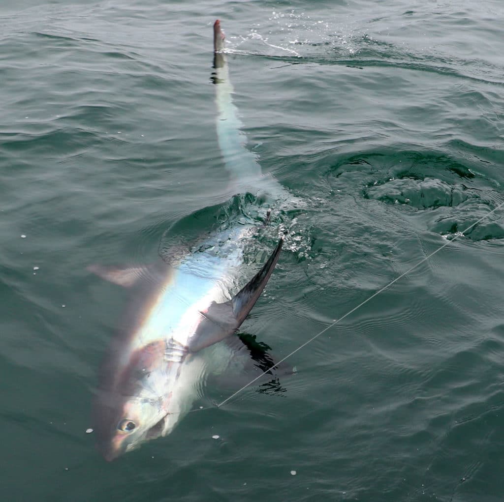 Thresher caught next to the boat