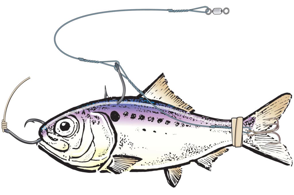 Capt. John Raguso's tips for hooking menhaden