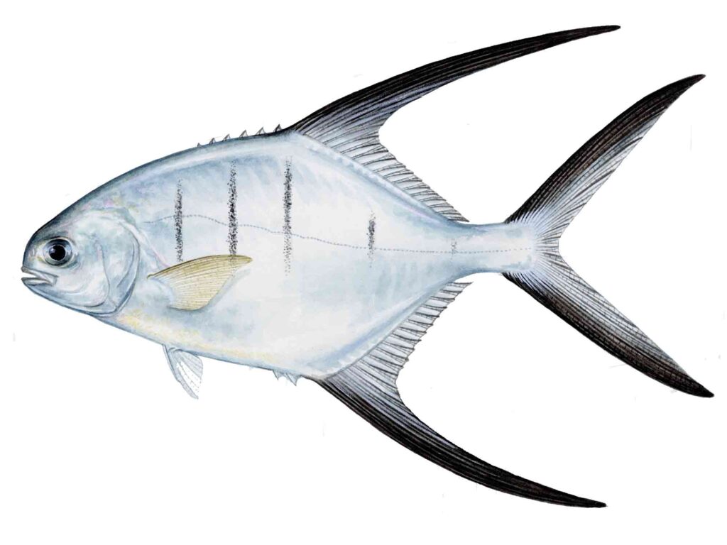 Palometa