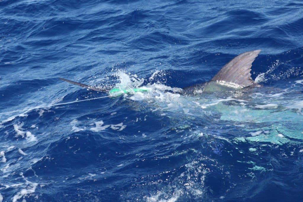 Australia marlin fishing at Port Stephens - blue marlin on fly