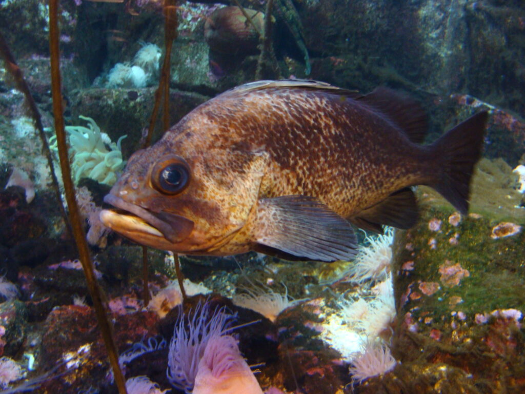 Quillback rockfish at Alaska Sealife Center