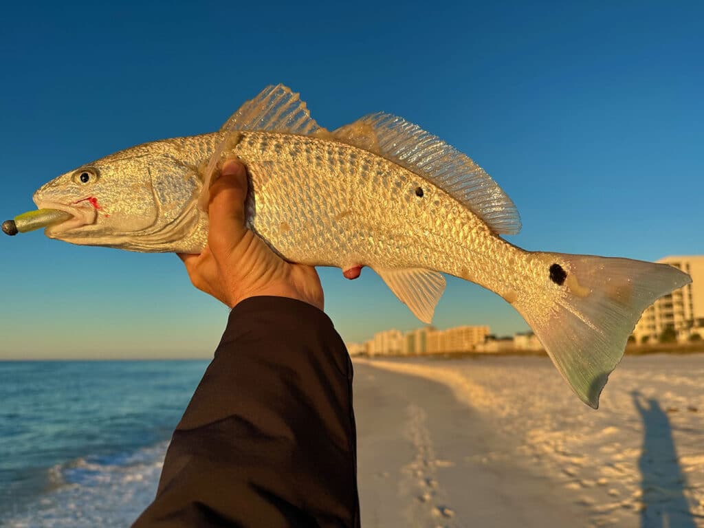 red drum fishing the beach