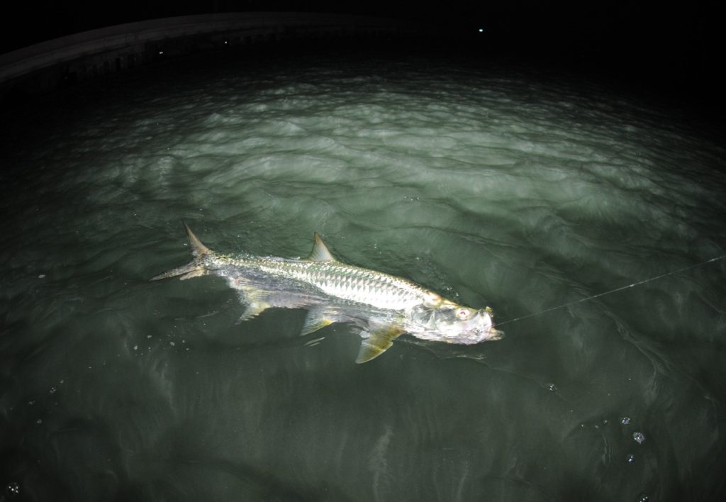 night tarpon