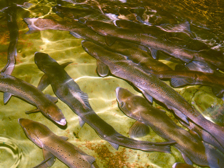 Atlantic salmon spawning